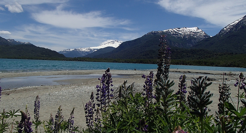 In the foreground, purple flowers jut upwards over a sandy beach. Beyond the beach is a blue body of water, framed by snow-capped mountains. 